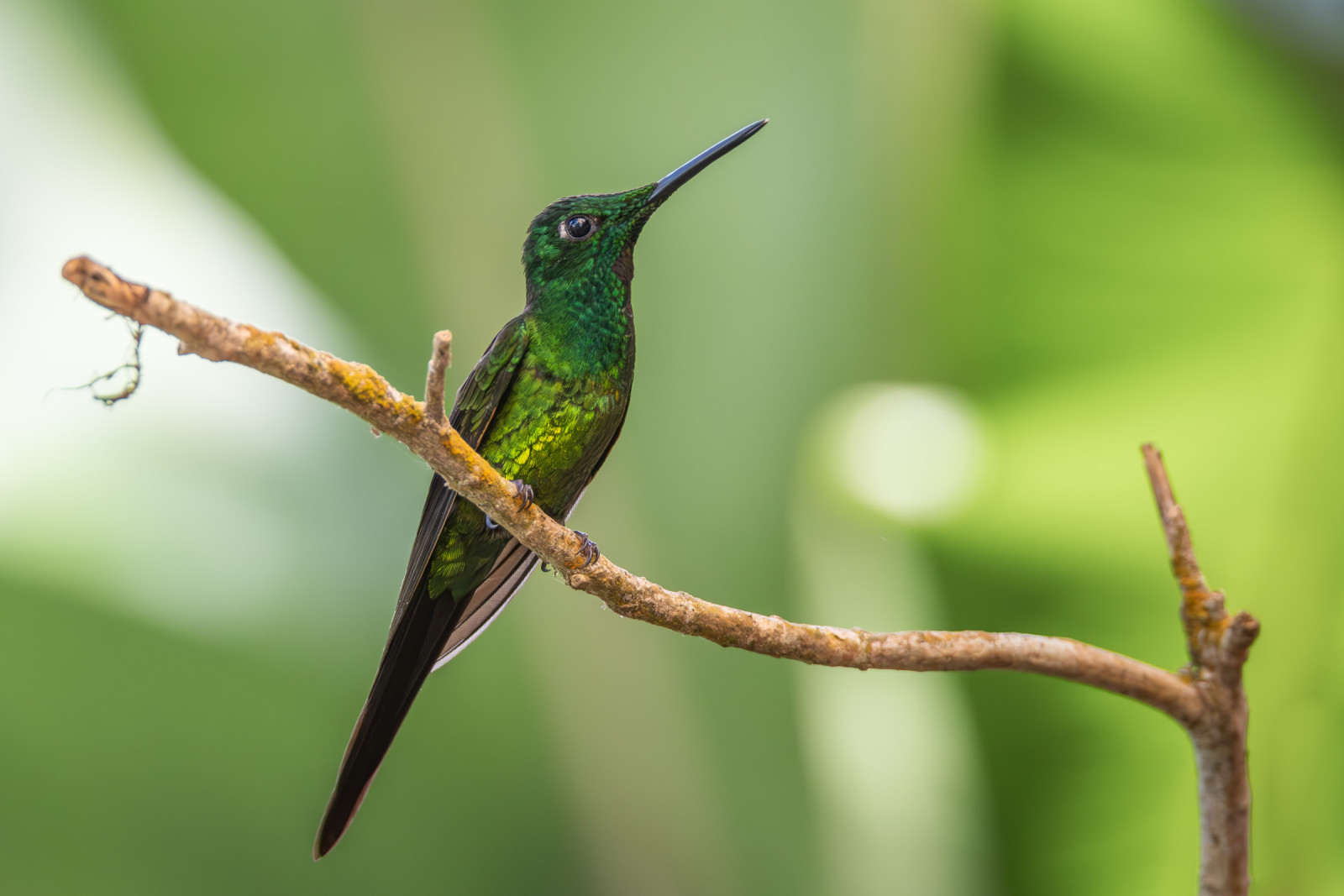 image Empress Brilliant